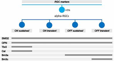 Alpha retinal ganglion cells in pigmented mice retina: number and distribution